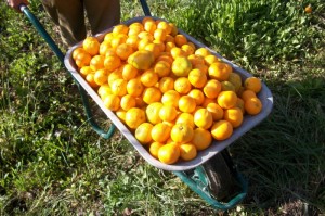 Karijola i mandarine